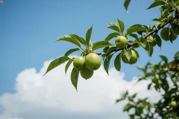 Fototapeta premium Branch of green plums set against a bright sky with clouds