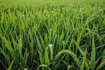 Lush green agricultural field with vibrant plants in rural landscape