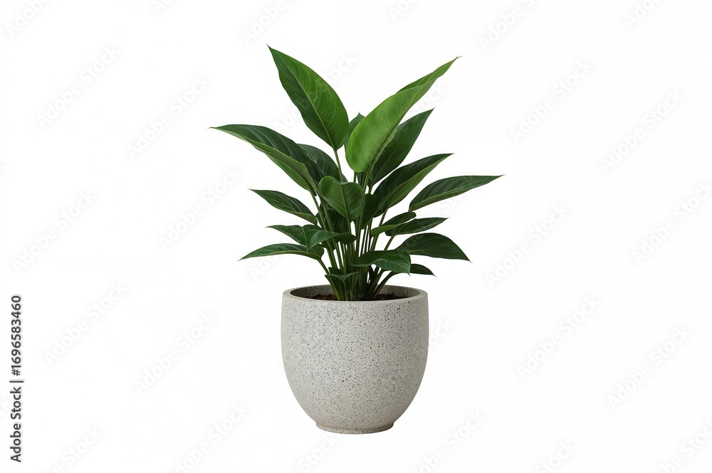 Poster greenery in a rocky container set against a plain white backdrop. features a png with transparency. 