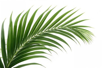 Single green palm frond against a plain white backdrop