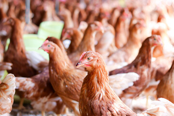A lot of brown chicken in chicken farm