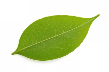 Obraz premium Single green tea leaf on a plain white backdrop, nature-inspired pattern and design, food element, isolated object, tree and spring theme, grass and home setting
