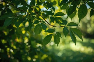 Obraz premium Lush foliage with a soft-focus natural backdrop, showcasing texture and light of the warm seasons