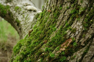 Side view of vibrant green moss growing on tree bark against a plain background