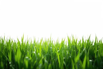 Fototapeta premium Lush green lawn set against a plain white backdrop