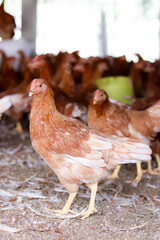 A lot of brown chicken in chicken farm