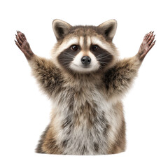 Obraz premium Excited Raccoon Raising Its Arms in Celebration, Studio Setting, Animal Portrait, Playful Environment