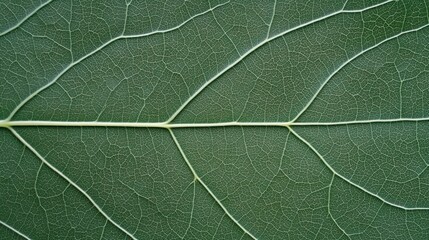 Obraz premium Green leaf close up texture vein pattern