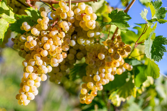 Close-up of ripe yellow grapes in vineyard