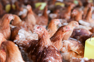 A lot of brown chicken in chicken farm © maybeiii