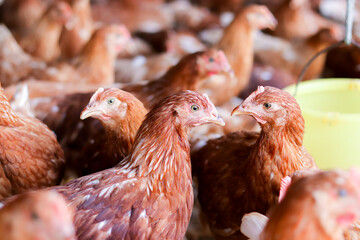 A lot of brown chicken in chicken farm