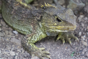 Tuatara
