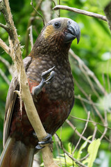 Kākā, Nestor meridionalis