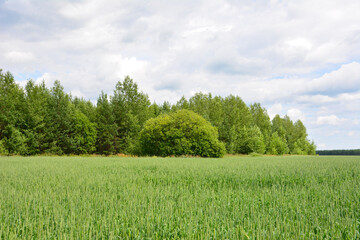 Fototapeta premium Green Field and Forest Under Cloudy Sky nature landscape copy space