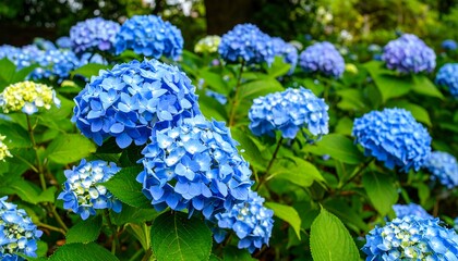 Vibrant blue hydrangeas cluster together in a lush garden setting, displaying a profusion of colorful blooms.