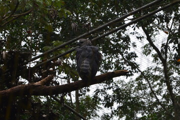 parque das aves - mfoz do iguaçu