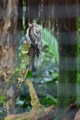 parque das aves - mfoz do iguaçu