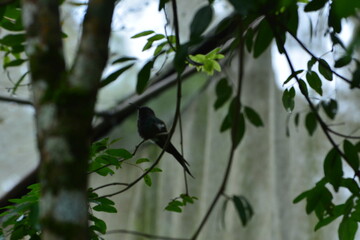 parque das aves - mfoz do iguaçu