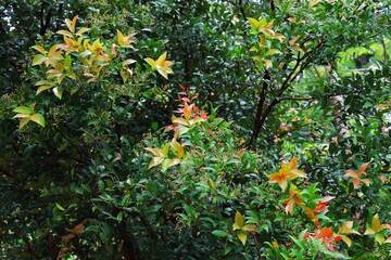 Australian Rose Apple: Brush Cherry have flower buds are small, round, creamy white. When in bloom are many thin lines. When young, the leaves are orange-red and when mature, they are bright green. 
