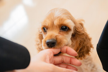 手を甘噛みする犬（アメリカンコッカースパニエル）
