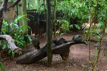 parque das aves - mfoz do iguaçu