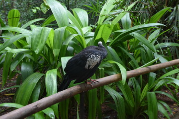 parque das aves - mfoz do iguaçu
