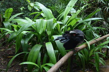 parque das aves - mfoz do iguaçu