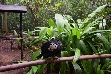 parque das aves - mfoz do iguaçu