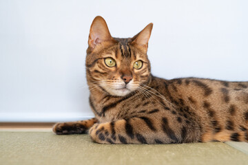 床に座るベンガルキャット