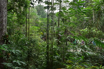 parque das aves - mfoz do iguaçu