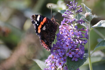 Red admiral butterfly (Vanessa Atalanta) on Lily Grass
