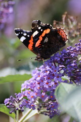 Red admiral butterfly (Vanessa Atalanta) on Lily Grass