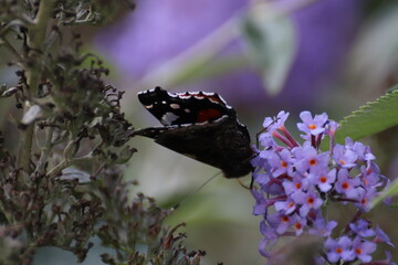 Red admiral butterfly (Vanessa Atalanta) on Lily Grass