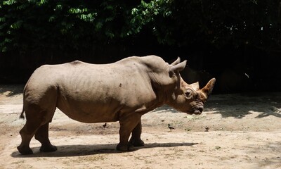 Obraz premium close up of a rhino standing on the ground with copy space in daytime taken in Singapore Zoo