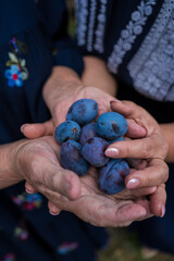 Close-up of ripe blue plums in the hands of mother and daughter. Harvesting, helping