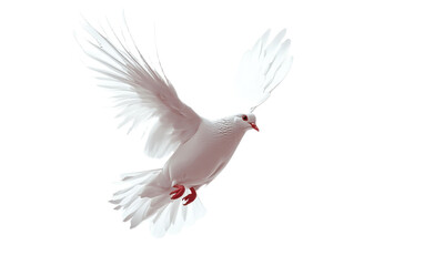 Obraz premium Dove bird on white background,png