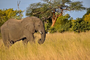 Obraz premium African elephant walking through tall golden grass with green trees in the background