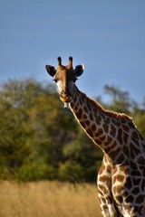 Long tongue, don´t care