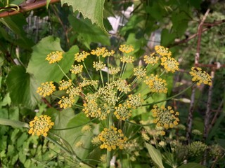 Wild Fennel flowers in nature. Foeniculum vulgare blossoms in Europe.  