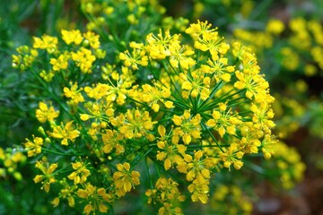 Close-up of bright yellow flowers with green stems.