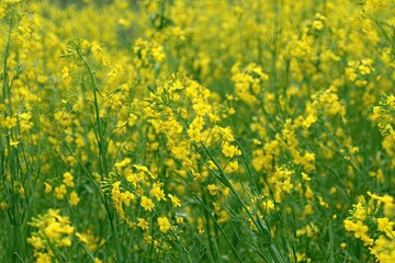 A field of vibrant yellow flowers.