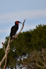 Southern ground hornbill perched on a dead tree branch in the African savanna