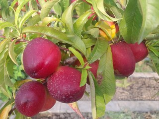 Peaches Smooth skin variety fruits isolated green leaves in peach tree. Nectarine tropical fruits closeup. 