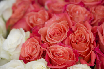 photo of beautiful flowers on background
