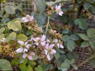 Blackberry unripe fruits, and flowers with green leaves background.