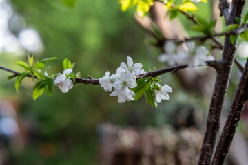 Cherry-blossoms in spring