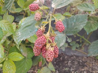 Raspberry fruits with green leaves in garden. Healthy nutritional fruit Youngberry fruit.