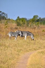 Obraz premium Two wild zebras grazing in the dry grass of the African savanna 