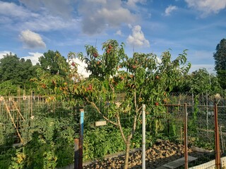 Grapes fruit hanging in the plant. Unripe grapes with green leaves in fruit farm.