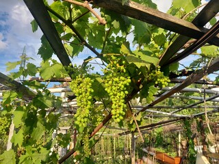 Peach Fruit plant with peaches fruits isolated sky background. Nectarine tropical food. Smooth skinned variety peach. 